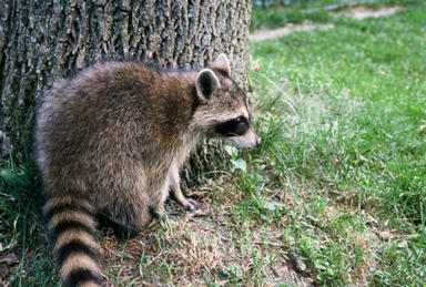 Picture shows raccoon sitting at base of ash tree.