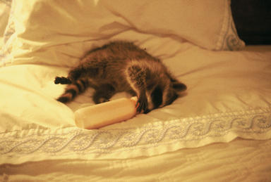 Baby raccoon 

on bed sucking on baby bottle.