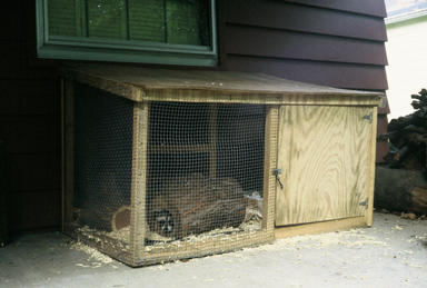 Picture shows raccoon peeking out of hole in log inside cage.