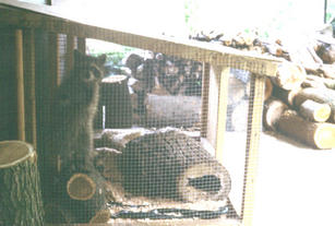 Picture shows small raccoon standing on hind legs inside cage with various logs in it.