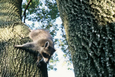 Picture shows raccoon climbing down ash tree trunk head first.