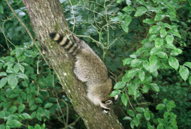 Picture shows raccoon climbing down tree trunk headfirst.