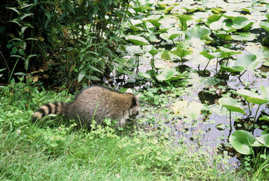 Picture shows large raccoon edging into a lily-pad-covered lake.