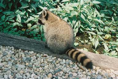 Picture shows raccoon sitting on log.