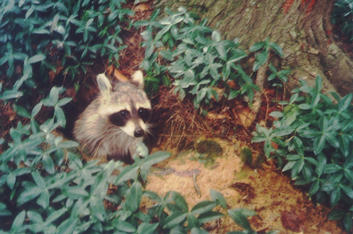 Picture shows raccoon emerging from muskrat hole in ground.