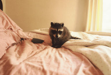 Picture shows tiny raccoon on bed with pet mouse