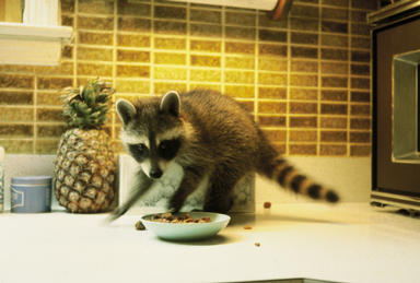 Picture shows baby raccoon on kitchen countertop with pineapple and food bowl.