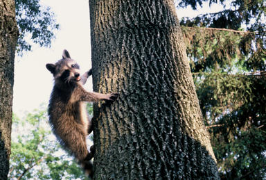 Picture shows raccoon heading down tree trunk, apparently smiling at camera.