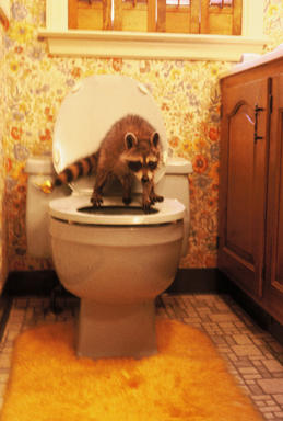 Picture shows raccoon standing on toilet.