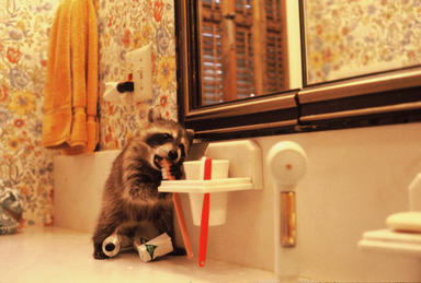 Picture shows baby raccoon on bathroom countertop chewing on toothbrush.