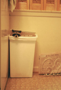 Picture shows tiny raccoon face peeking out from inside top of trash can.